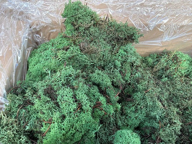 Ijsland green mos (44x) - afbeelding 3 van  7