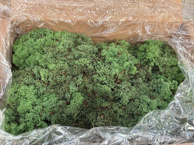 Ijsland green mos (44x) - afbeelding 1 van  2