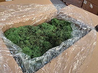 Ijsland green mos (44x) - afbeelding 2 van  2