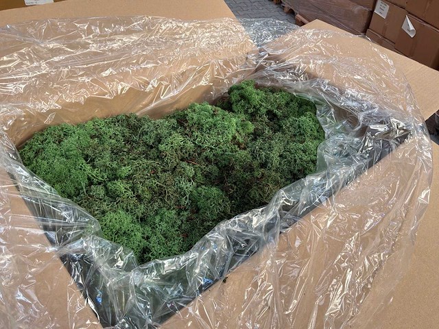 Ijsland green mos (44x) - afbeelding 2 van  7