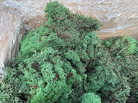 Ijsland green mos (44x) - afbeelding 3 van  7