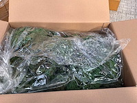 Ijsland green mos (44x) - afbeelding 4 van  7