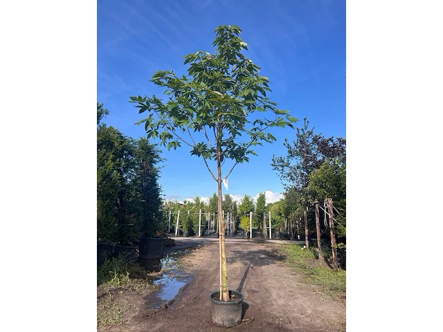 Indische paardenkastanje, aesculus indica, hoogstam, herfstverkleuring, ca. 4-5 m hoog - afbeelding 1 van  1