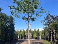 Indische paardenkastanje, aesculus indica, hoogstam, herfstverkleuring, ca. 4-5 m hoog - afbeelding 1 van  1