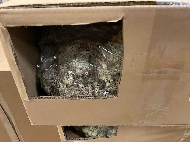 Islands mos - afbeelding 2 van  7