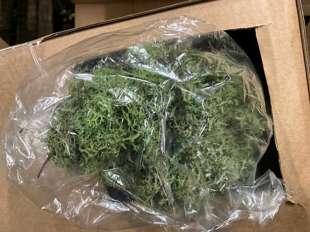 Islands mos - afbeelding 3 van  7