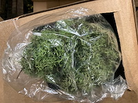 Islands mos - afbeelding 3 van  7