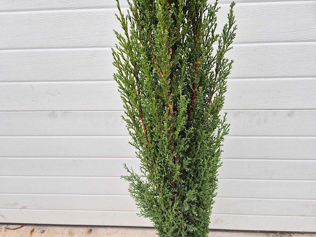 Italiaanse cipres totem - cupressus sempervirens 'totem' - hoogte ca. 80 cm (let op 1x!) - afbeelding 3 van  3