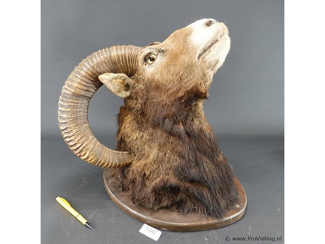 Jachttrofee moeflon kop met hoorns op schild. - afbeelding 1 van  5