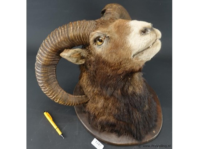 Jachttrofee moeflon kop met hoorns op schild. - afbeelding 2 van  5