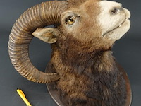 Jachttrofee moeflon kop met hoorns op schild. - afbeelding 2 van  5