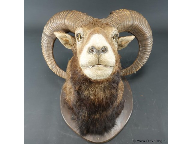 Jachttrofee moeflon kop met hoorns op schild. - afbeelding 3 van  5