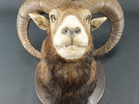 Jachttrofee moeflon kop met hoorns op schild. - afbeelding 3 van  5