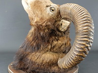 Jachttrofee moeflon kop met hoorns op schild. - afbeelding 4 van  5