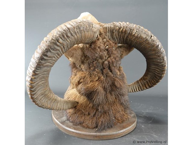 Jachttrofee moeflon kop met hoorns op schild. - afbeelding 5 van  5