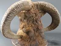 Jachttrofee moeflon kop met hoorns op schild. - afbeelding 5 van  5