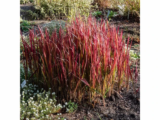 Japans bloedgras (imperata cylindrica 'red baron') - planten in pot (7x) - afbeelding 2 van  2