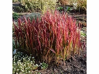 Japans bloedgras (imperata cylindrica 'red baron') - planten in pot (7x) - afbeelding 2 van  2