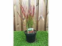 Japans bloedgras (imperata cylindrica 'red baron') - planten in pot (7x)