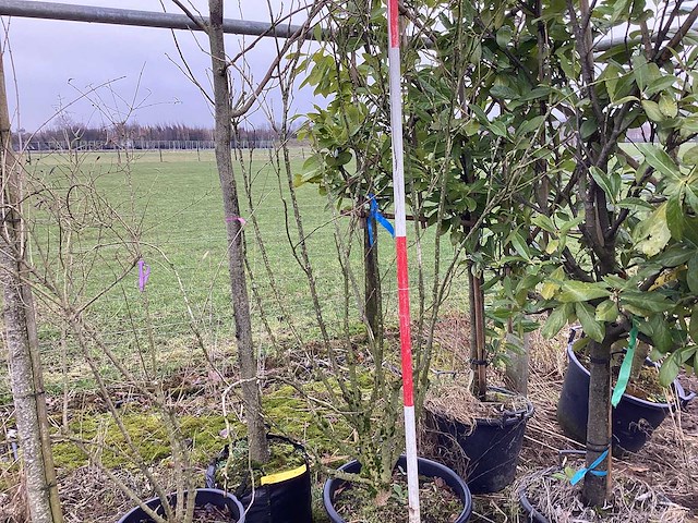 Japanse esdoorn - meerstammige bomen - afbeelding 1 van  2