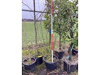 Japanse esdoorn - meerstammige bomen - afbeelding 2 van  2