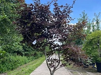 Japanse esdoorn, acer 'bloodgood', meerstammig, rood blad, ca. 150-175 cm hoog