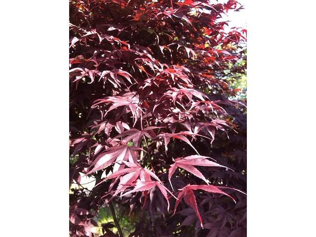 Japanse esdoorn, acer 'bloodgood', meerstammig, rood blad, ca. 150-175 cm hoog - afbeelding 2 van  2