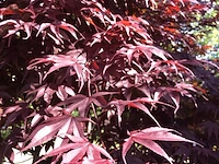 Japanse esdoorn, acer 'bloodgood', meerstammig, rood blad, ca. 150-175 cm hoog - afbeelding 2 van  2