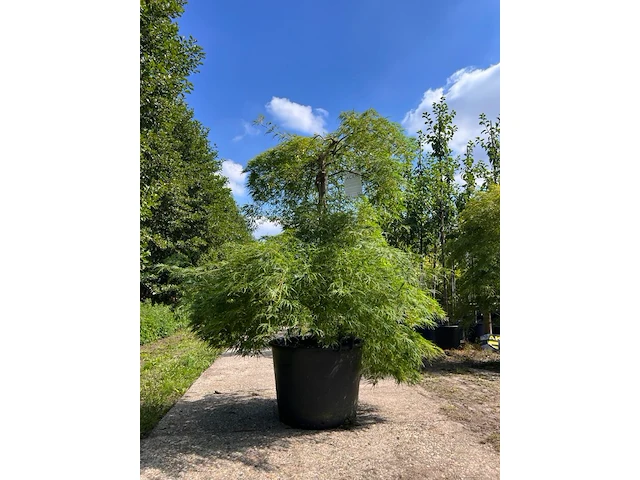Japanse esdoorn, acer 'dissectum', prieelboom, ca. 125-150 cm hoog - afbeelding 1 van  2