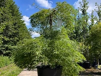 Japanse esdoorn, acer 'dissectum', prieelboom, ca. 125-150 cm hoog