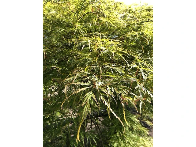 Japanse esdoorn, acer 'dissectum', prieelboom, ca. 125-150 cm hoog - afbeelding 2 van  2