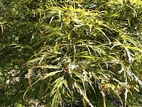 Japanse esdoorn, acer 'dissectum', prieelboom, ca. 125-150 cm hoog - afbeelding 2 van  2