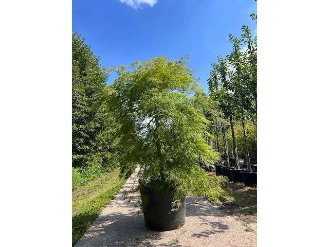 Japanse esdoorn, acer 'dissectum', prieelboom, ca. 150-175 cm hoog - afbeelding 1 van  2