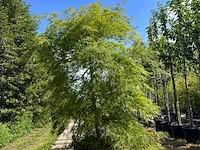 Japanse esdoorn, acer 'dissectum', prieelboom, ca. 150-175 cm hoog