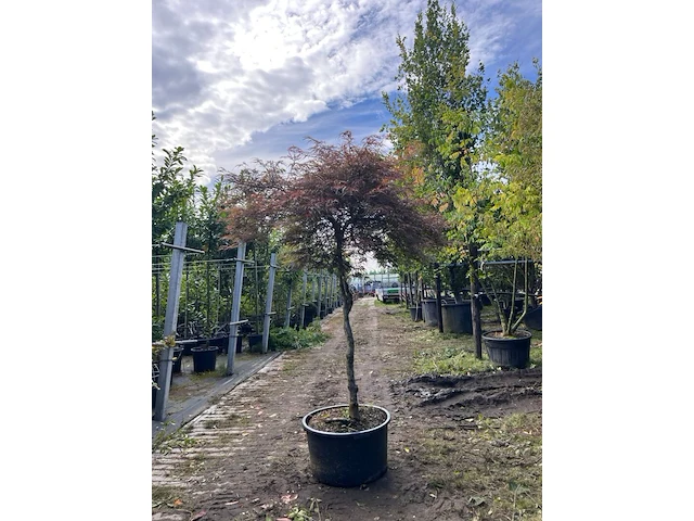 Japanse esdoorn, acer 'garnet', dakvorm, roodbladig, ca. 150-175 cm hoog - afbeelding 1 van  2