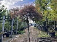 Japanse esdoorn, acer 'garnet', dakvorm, roodbladig, ca. 150-175 cm hoog