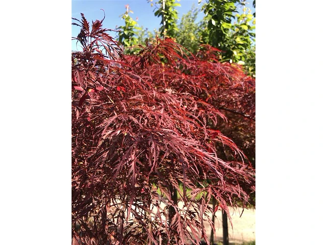 Japanse esdoorn, acer 'garnet', dakvorm, roodbladig, ca. 150-175 cm hoog - afbeelding 2 van  2