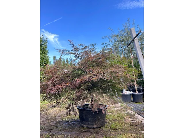Japanse esdoorn, acer 'garnet', karakterboom, roodbladig, ca. 125-150 cm hoog - afbeelding 1 van  2