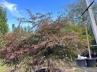 Japanse esdoorn, acer 'garnet', karakterboom, roodbladig, ca. 125-150 cm hoog