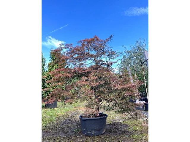 Japanse esdoorn, acer 'garnet', karakterboom, roodbladig, ca. 150-175 cm hoog - afbeelding 1 van  2