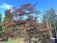 Japanse esdoorn, acer 'garnet', karakterboom, roodbladig, ca. 150-175 cm hoog