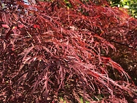 Japanse esdoorn, acer 'garnet', karakterboom, roodbladig, ca. 150-175 cm hoog - afbeelding 2 van  2