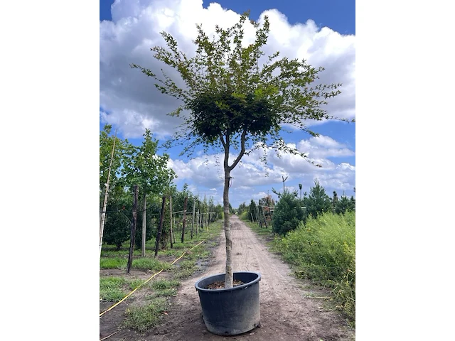 Japanse esdoorn, acer palmatum, karakterboom, herfstverkleuring, ca. 4 m hoog - afbeelding 1 van  1