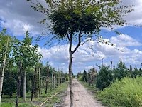 Japanse esdoorn, acer palmatum, karakterboom, herfstverkleuring, ca. 4 m hoog