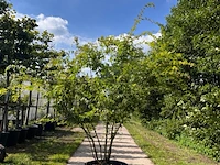 Japanse esdoorn, acer palmatum, meerstammig, rode herfstkleur, ca. 125-150 cm hoog