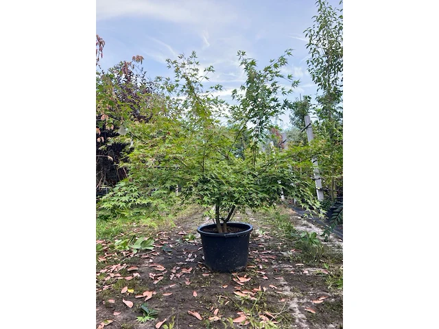 Japanse esdoorn, acer palmatum, meerstammig, rode herfstkleur, ca. 125-175 cm hoog - afbeelding 1 van  1