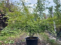 Japanse esdoorn, acer palmatum, meerstammig, rode herfstkleur, ca. 125-175 cm hoog