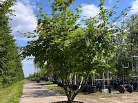 Japanse esdoorn, acer palmatum, meerstammig, rode herfstkleur, ca. 150-175 cm hoog