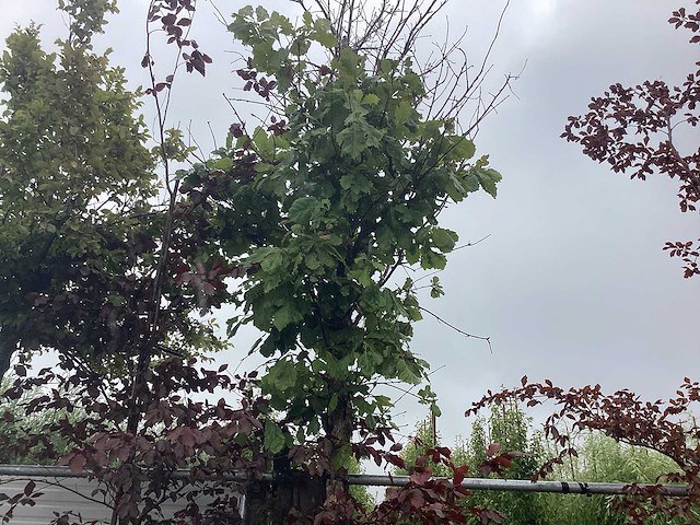Japanse keizereik - laanboom - afbeelding 1 van  2