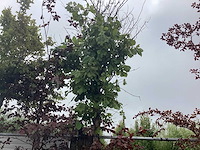 Japanse keizereik - laanboom - afbeelding 1 van  2